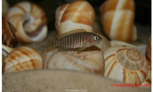 Neolamprologus multifasciatus